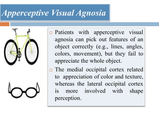 Apperceptive Visual Agnosia
 Patients with apperceptive visual
agnosia can pick out features of an
object correctly (e.g., lines, angles,
colors, movement), but they fail to
appreciate the whole object.
 The medial occipital cortex related
to appreciation of color and texture,
whereas the lateral occipital cortex
is more involved with shape
perception.
 
