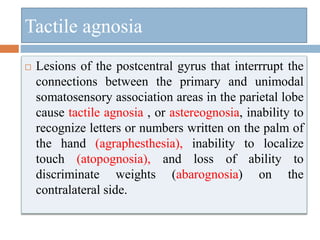 Tactile agnosia
 Lesions of the postcentral gyrus that interrrupt the
connections between the primary and unimodal
somatosensory association areas in the parietal lobe
cause tactile agnosia , or astereognosia, inability to
recognize letters or numbers written on the palm of
the hand (agraphesthesia), inability to localize
touch (atopognosia), and loss of ability to
discriminate weights (abarognosia) on the
contralateral side.
 