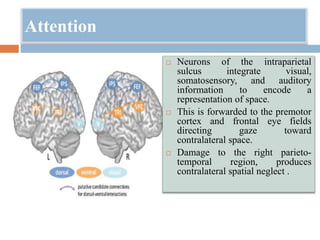 Attention
 Neurons of the intraparietal
sulcus integrate visual,
somatosensory, and auditory
information to encode a
representation of space.
 This is forwarded to the premotor
cortex and frontal eye fields
directing gaze toward
contralateral space.
 Damage to the right parieto-
temporal region, produces
contralateral spatial neglect .
 