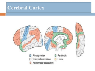 Cerebral Cortex
 