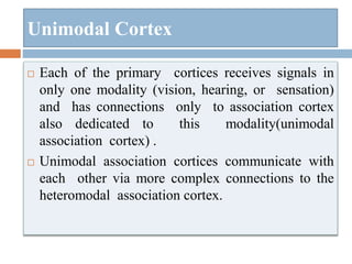  Each of the primary cortices receives signals in
only one modality (vision, hearing, or sensation)
and has connections only to association cortex
also dedicated to this modality(unimodal
association cortex) .
 Unimodal association cortices communicate with
each other via more complex connections to the
heteromodal association cortex.
Unimodal Cortex
 