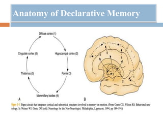 Anatomy of Declarative Memory
 