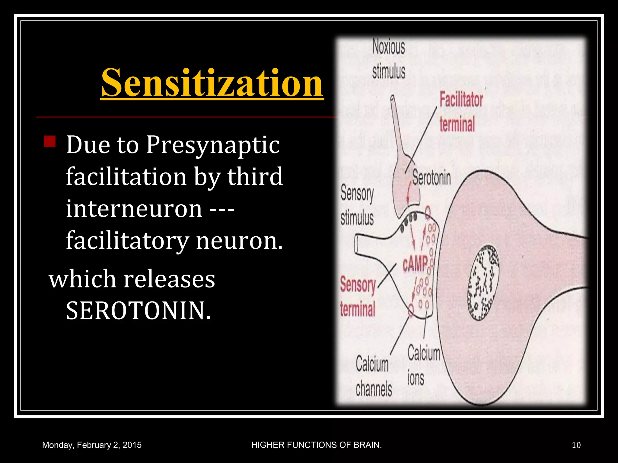  Due to Presynaptic
facilitation by third
interneuron ---
facilitatory neuron.
which releases
SEROTONIN.
Monday, February 2, 2015 HIGHER FUNCTIONS OF BRAIN. 10
Sensitization
 