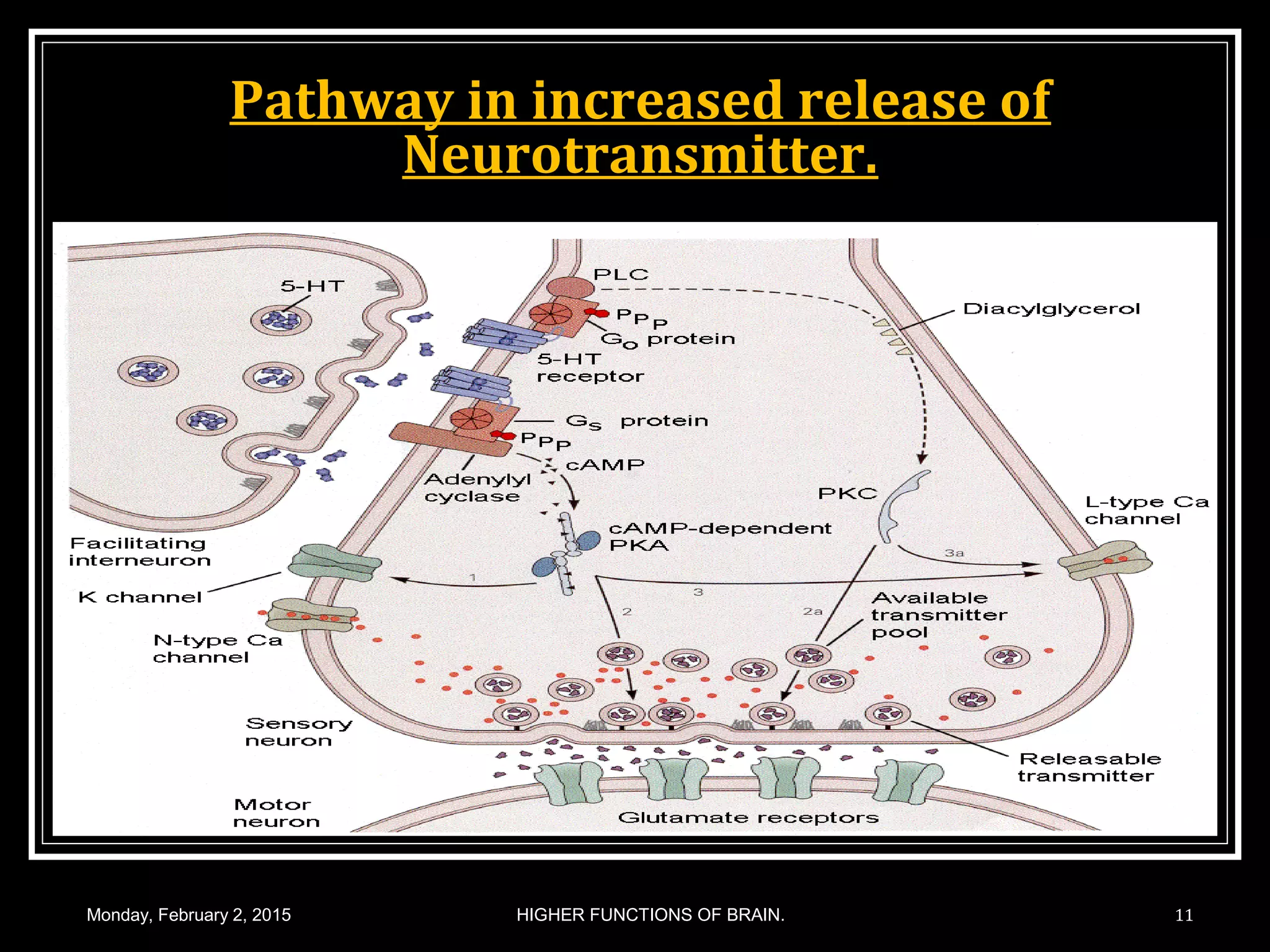 Pathway in increased release of
Neurotransmitter.
Monday, February 2, 2015 HIGHER FUNCTIONS OF BRAIN. 11
 