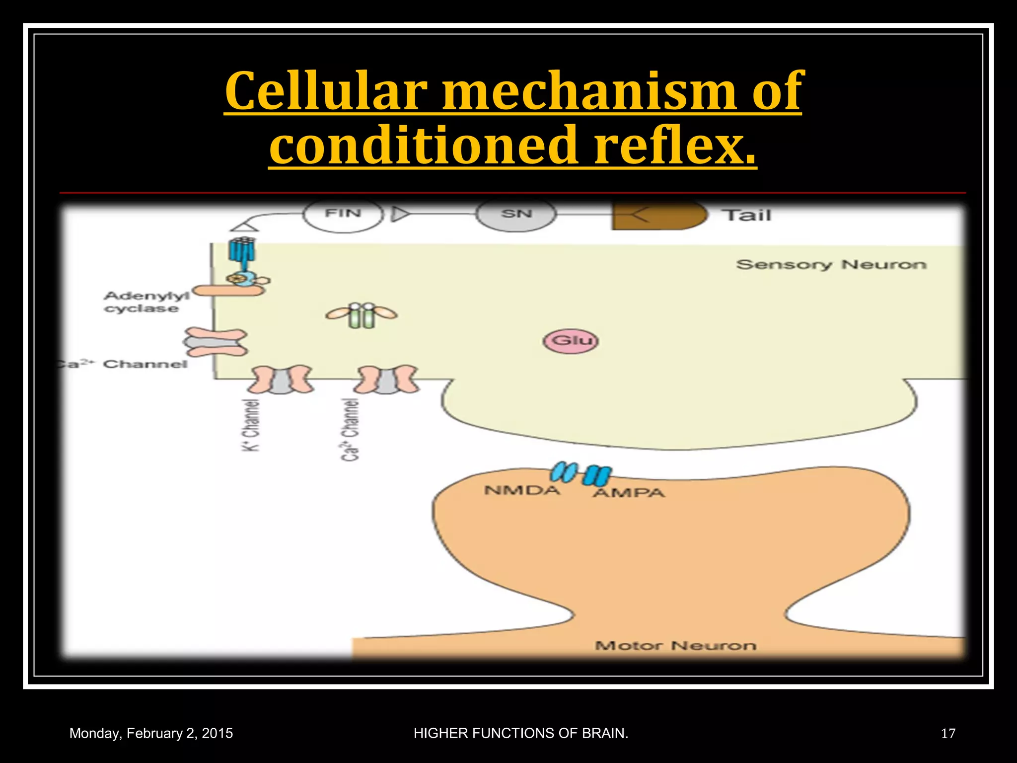 Cellular mechanism of
conditioned reflex.
Monday, February 2, 2015 17HIGHER FUNCTIONS OF BRAIN.
 