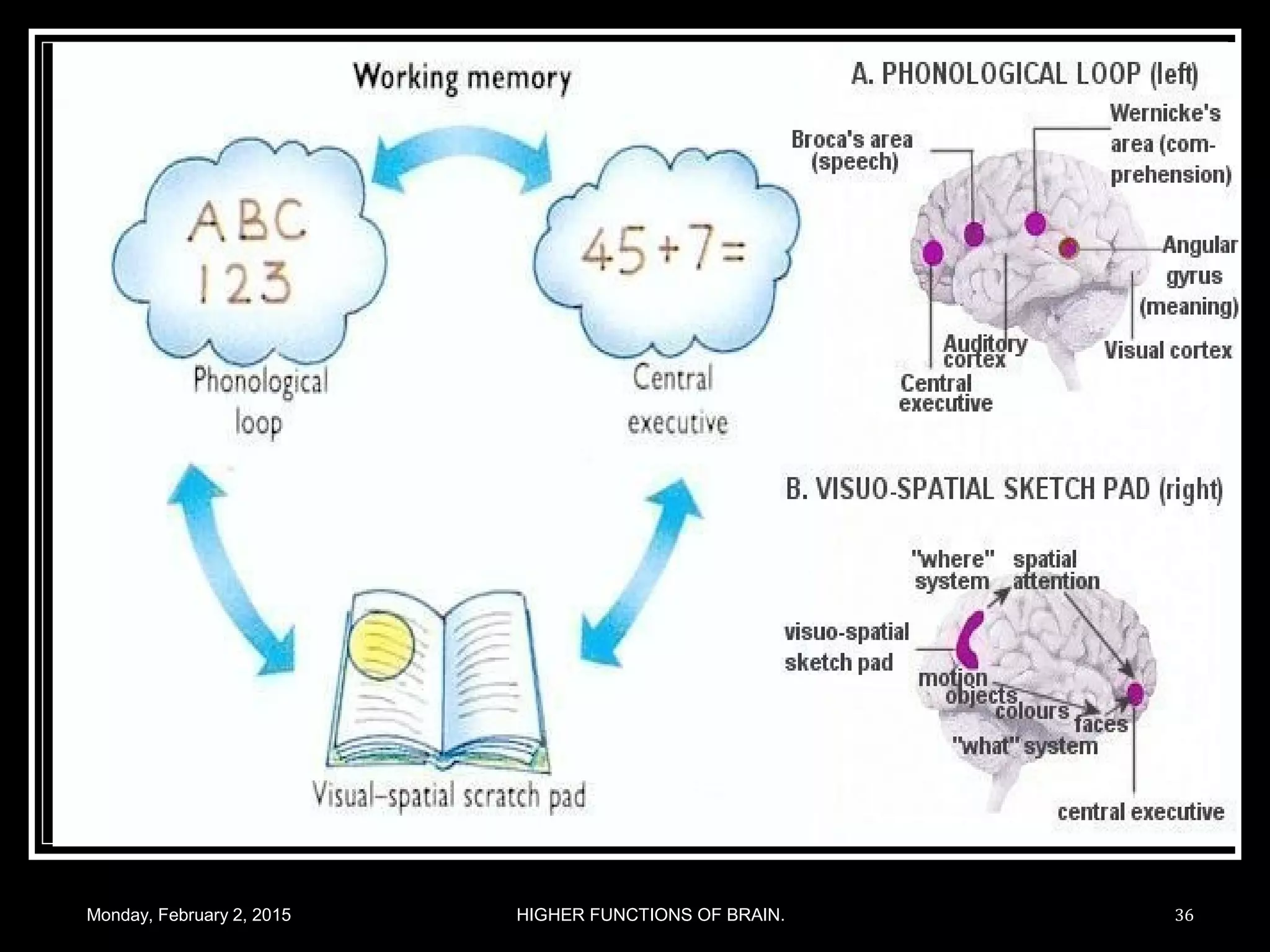 Monday, February 2, 2015 HIGHER FUNCTIONS OF BRAIN. 36
 