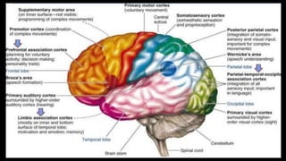 Higher Intellectual Function Higher Intellectual functions of brain | PPTX