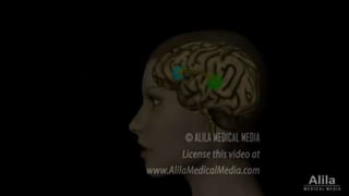 Higher Intellectual Function Higher Intellectual functions of brain | PPTX