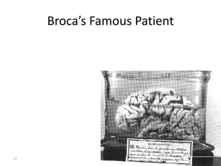 Higher  Mental Function