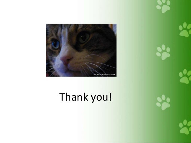 High Fiber Wet Cat Food High Fiber Wet Cat Food