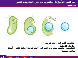 Highfield level 4(Arabic)............ppt