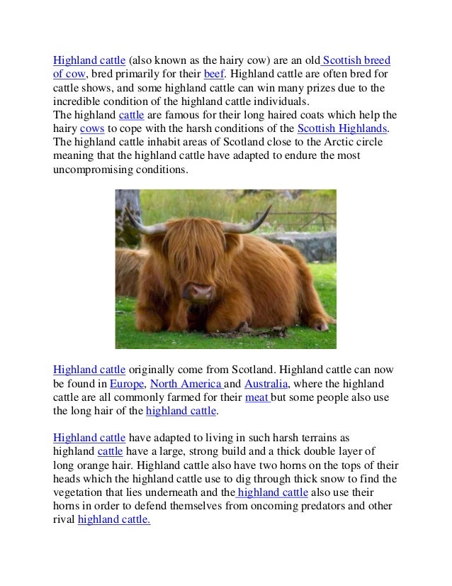 Highland Cattle
