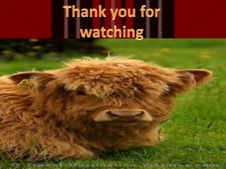 Thank you for watching