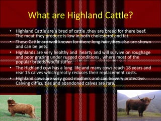 What are Highland Cattle?Highland Cattle are a bred of cattle ,they are breed for there beef.  The meat they produce is low in both cholesterol and fat.These Cattle are well known for there long hair ,they also are shown and can be pets.Highlands are very healthy and  hearty and will survive on roughage and poor grazing under rugged conditions , where most of the popular breeds would suffer.The Highland cow has a long  life and many cows reach 18 years and rear 15 calves which greatly reduces their replacement costs.Highland cows are very good mothers and can be very protective. Calving difficulties and abandoned calves are rare.