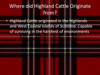 Where did Highland Cattle Originate from?Highland Cattle originated in the Highlands and West Coastal Islands of Scotland. Capable of surviving in the harshest of environments. 