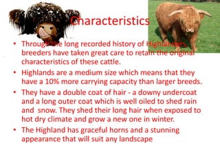 CharacteristicsThrough the long recorded history of Highlanders, breeders have taken great care to retain the original characteristics of these cattle.Highlands are a medium size which means that they have a 10% more carrying capacity than larger breeds. They have a double coat of hair - a downy undercoat and a long outer coat which is well oiled to shed rain and  snow. They shed their long hair when exposed to hot dry climate and grow a new one in winter. The Highland has graceful horns and a stunning appearance that will suit any landscape