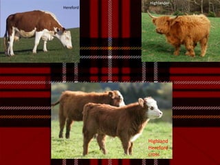 HighlanderHerefordHighland Hereford cross