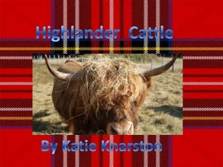 Highlander  Cattle By Katie Knarston 