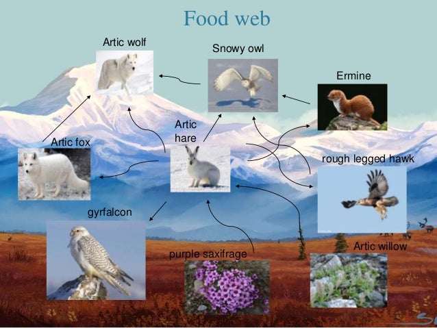 Пищевая сеть биогеоценоза в тундре