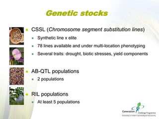 Genetic stocks
 CSSL (Chromosome segment substitution lines)
 Synthetic line x elite
 78 lines available and under mult...