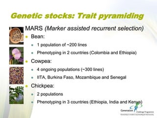 Genetic stocks: Trait pyramiding
MARS (Marker assisted recurrent selection)
 Bean:
 1 population of ~200 lines
 Phenoty...