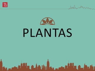 PLANTAS
 