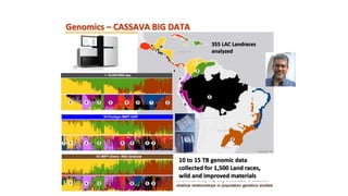 Highly Organised, Disruptive Big Data Science in CIAT