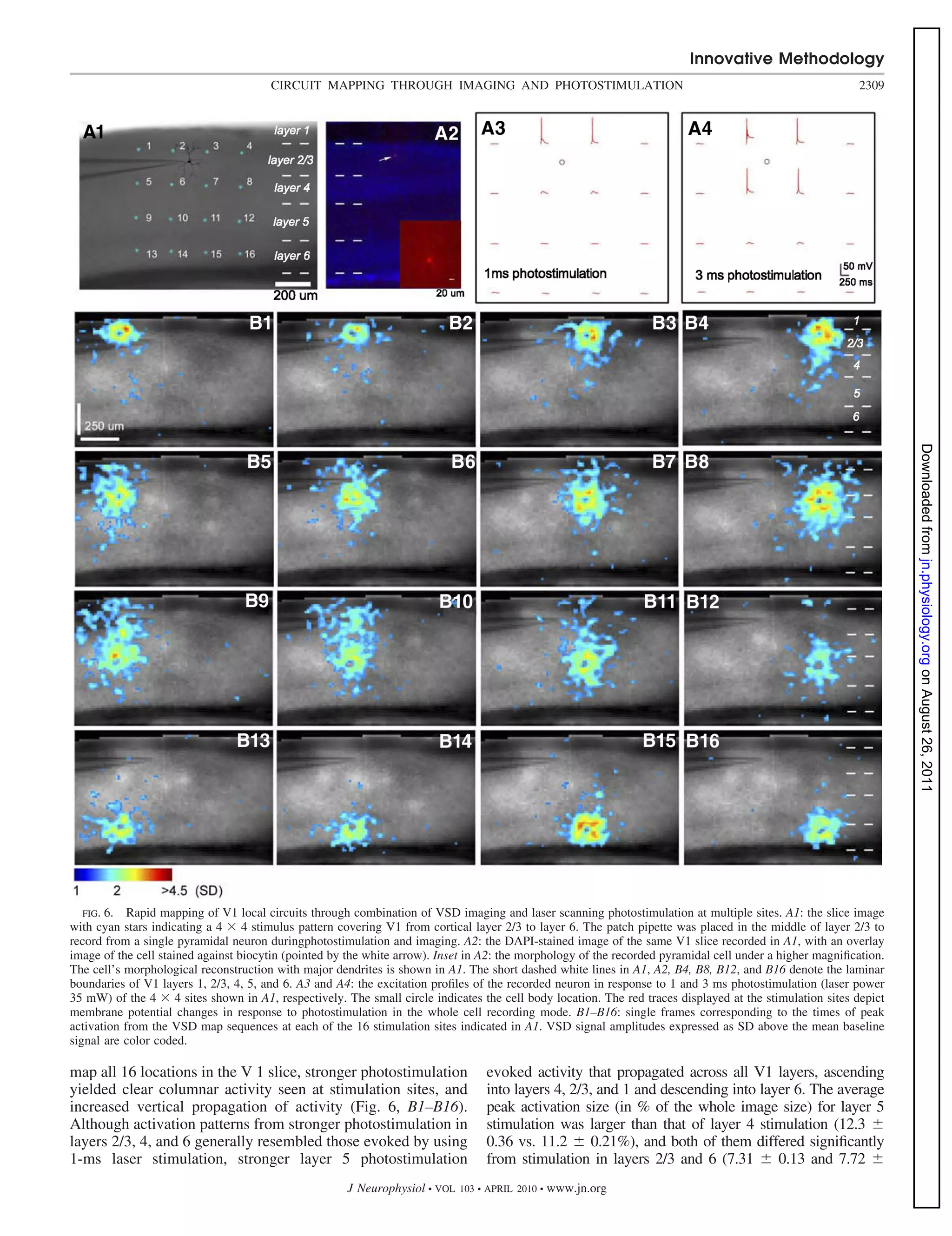Innovative Methodology
                                       CIRCUIT MAPPING THROUGH IMAGING AND PHOTOSTIMULATION                                                                2309




   FIG. 6. Rapid mapping of V1 local circuits through combination of VSD imaging and laser scanning photostimulation at multiple sites. A1: the slice image
                                                                                                                                                                   Downloaded from jn.physiology.org on August 26, 2011
with cyan stars indicating a 4 4 stimulus pattern covering V1 from cortical layer 2/3 to layer 6. The patch pipette was placed in the middle of layer 2/3 to
record from a single pyramidal neuron duringphotostimulation and imaging. A2: the DAPI-stained image of the same V1 slice recorded in A1, with an overlay
image of the cell stained against biocytin (pointed by the white arrow). Inset in A2: the morphology of the recorded pyramidal cell under a higher magniﬁcation.
The cell’s morphological reconstruction with major dendrites is shown in A1. The short dashed white lines in A1, A2, B4, B8, B12, and B16 denote the laminar
boundaries of V1 layers 1, 2/3, 4, 5, and 6. A3 and A4: the excitation proﬁles of the recorded neuron in response to 1 and 3 ms photostimulation (laser power
35 mW) of the 4 4 sites shown in A1, respectively. The small circle indicates the cell body location. The red traces displayed at the stimulation sites depict
membrane potential changes in response to photostimulation in the whole cell recording mode. B1–B16: single frames corresponding to the times of peak
activation from the VSD map sequences at each of the 16 stimulation sites indicated in A1. VSD signal amplitudes expressed as SD above the mean baseline
signal are color coded.

map all 16 locations in the V 1 slice, stronger photostimulation                  evoked activity that propagated across all V1 layers, ascending
yielded clear columnar activity seen at stimulation sites, and                    into layers 4, 2/3, and 1 and descending into layer 6. The average
increased vertical propagation of activity (Fig. 6, B1–B16).                      peak activation size (in % of the whole image size) for layer 5
Although activation patterns from stronger photostimulation in                    stimulation was larger than that of layer 4 stimulation (12.3
layers 2/3, 4, and 6 generally resembled those evoked by using                    0.36 vs. 11.2 0.21%), and both of them differed signiﬁcantly
1-ms laser stimulation, stronger layer 5 photostimulation                         from stimulation in layers 2/3 and 6 (7.31       0.13 and 7.72
                                                      J Neurophysiol • VOL   103 • APRIL 2010 •   www.jn.org
 