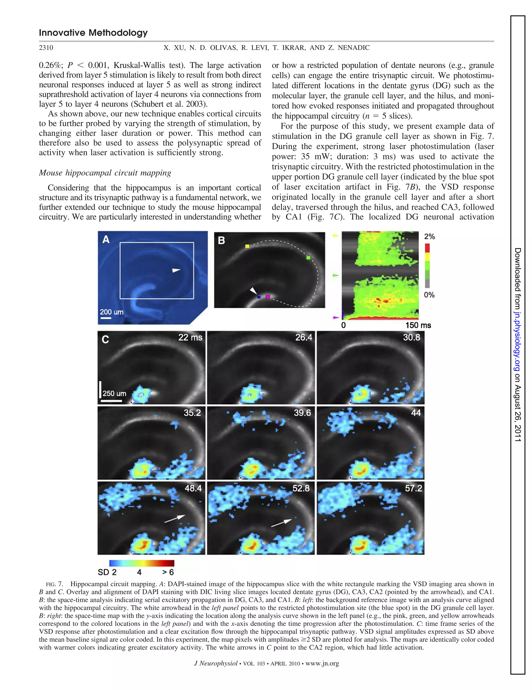 Innovative Methodology
2310                                        X. XU, N. D. OLIVAS, R. LEVI, T. IKRAR, AND Z. NENADIC

0.26%; P       0.001, Kruskal-Wallis test). The large activation                   or how a restricted population of dentate neurons (e.g., granule
derived from layer 5 stimulation is likely to result from both direct              cells) can engage the entire trisynaptic circuit. We photostimu-
neuronal responses induced at layer 5 as well as strong indirect                   lated different locations in the dentate gyrus (DG) such as the
suprathreshold activation of layer 4 neurons via connections from                  molecular layer, the granule cell layer, and the hilus, and moni-
layer 5 to layer 4 neurons (Schubert et al. 2003).                                 tored how evoked responses initiated and propagated throughout
   As shown above, our new technique enables cortical circuits                     the hippocampal circuitry (n 5 slices).
to be further probed by varying the strength of stimulation, by                       For the purpose of this study, we present example data of
changing either laser duration or power. This method can                           stimulation in the DG granule cell layer as shown in Fig. 7.
therefore also be used to assess the polysynaptic spread of                        During the experiment, strong laser photostimulation (laser
activity when laser activation is sufﬁciently strong.                              power: 35 mW; duration: 3 ms) was used to activate the
                                                                                   trisynaptic circuitry. With the restricted photostimulation in the
Mouse hippocampal circuit mapping                                                  upper portion DG granule cell layer (indicated by the blue spot
   Considering that the hippocampus is an important cortical                       of laser excitation artifact in Fig. 7B), the VSD response
structure and its trisynaptic pathway is a fundamental network, we                 originated locally in the granule cell layer and after a short
further extended our technique to study the mouse hippocampal                      delay, traversed through the hilus, and reached CA3, followed
circuitry. We are particularly interested in understanding whether                 by CA1 (Fig. 7C). The localized DG neuronal activation




                                                                                                                                                                      Downloaded from jn.physiology.org on August 26, 2011




   FIG. 7. Hippocampal circuit mapping. A: DAPI-stained image of the hippocampus slice with the white rectangule marking the VSD imaging area shown in
B and C. Overlay and alignment of DAPI staining with DIC living slice images located dentate gyrus (DG), CA3, CA2 (pointed by the arrowhead), and CA1.
B: the space-time analysis indicating serial excitatory propagation in DG, CA3, and CA1. B: left: the background reference image with an analysis curve aligned
with the hippocampal circuitry. The white arrowhead in the left panel points to the restricted photostimulation site (the blue spot) in the DG granule cell layer.
B: right: the space-time map with the y-axis indicating the location along the analysis curve shown in the left panel (e.g., the pink, green, and yellow arrowheads
correspond to the colored locations in the left panel) and with the x-axis denoting the time progression after the photostimulation. C: time frame series of the
VSD response after photostimulation and a clear excitation ﬂow through the hippocampal trisynaptic pathway. VSD signal amplitudes expressed as SD above
the mean baseline signal are color coded. In this experiment, the map pixels with amplitudes 2 SD are plotted for analysis. The maps are identically color coded
with warmer colors indicating greater excitatory activity. The white arrows in C point to the CA2 region, which had little activation.

                                                       J Neurophysiol • VOL   103 • APRIL 2010 •   www.jn.org
 