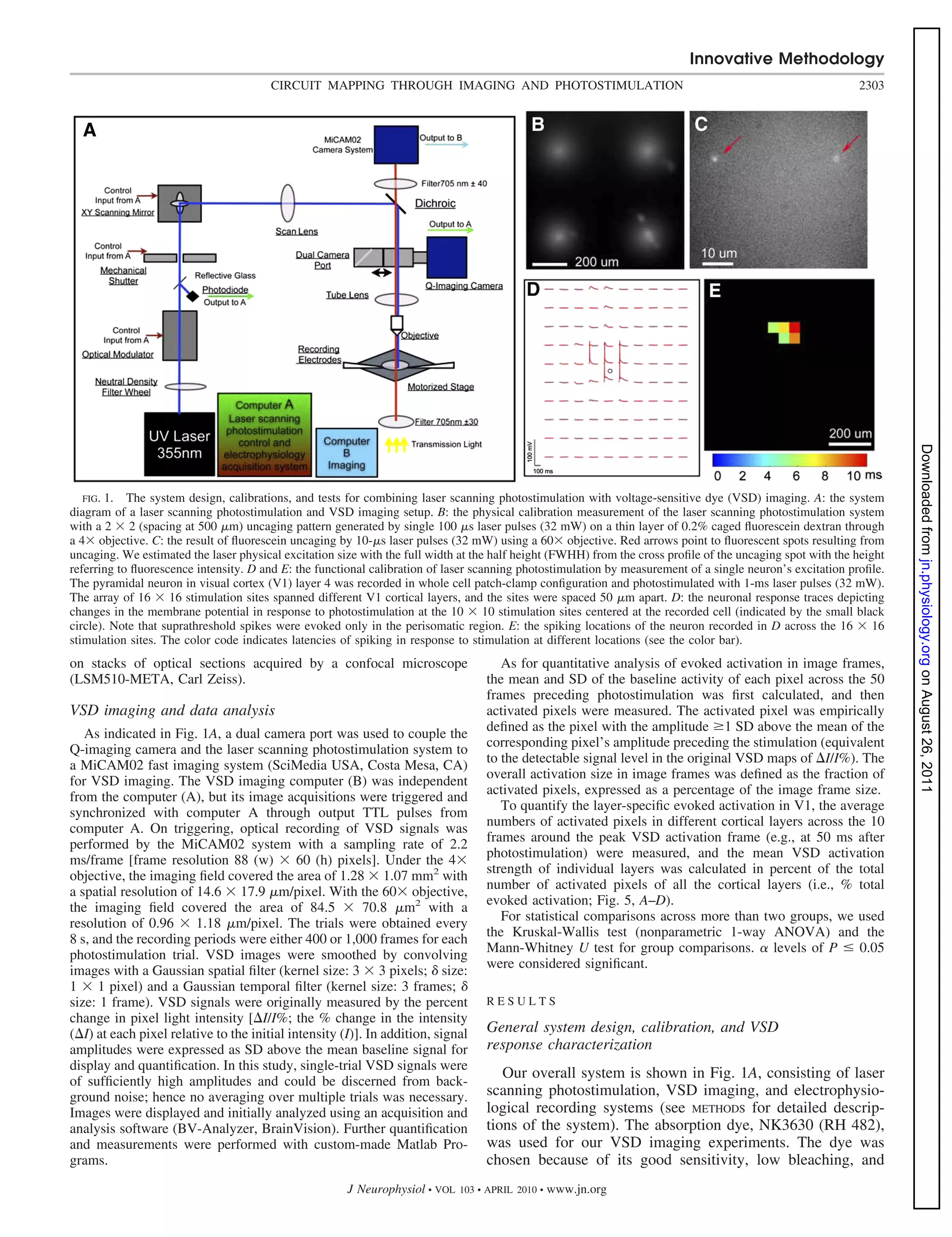 Innovative Methodology
                                        CIRCUIT MAPPING THROUGH IMAGING AND PHOTOSTIMULATION                                                                2303




                                                                                                                                                                     Downloaded from jn.physiology.org on August 26, 2011
   FIG. 1. The system design, calibrations, and tests for combining laser scanning photostimulation with voltage-sensitive dye (VSD) imaging. A: the system
diagram of a laser scanning photostimulation and VSD imaging setup. B: the physical calibration measurement of the laser scanning photostimulation system
with a 2 2 (spacing at 500 m) uncaging pattern generated by single 100 s laser pulses (32 mW) on a thin layer of 0.2% caged ﬂuorescein dextran through
a 4 objective. C: the result of ﬂuorescein uncaging by 10- s laser pulses (32 mW) using a 60 objective. Red arrows point to ﬂuorescent spots resulting from
uncaging. We estimated the laser physical excitation size with the full width at the half height (FWHH) from the cross proﬁle of the uncaging spot with the height
referring to ﬂuorescence intensity. D and E: the functional calibration of laser scanning photostimulation by measurement of a single neuron’s excitation proﬁle.
The pyramidal neuron in visual cortex (V1) layer 4 was recorded in whole cell patch-clamp conﬁguration and photostimulated with 1-ms laser pulses (32 mW).
The array of 16 16 stimulation sites spanned different V1 cortical layers, and the sites were spaced 50 m apart. D: the neuronal response traces depicting
changes in the membrane potential in response to photostimulation at the 10 10 stimulation sites centered at the recorded cell (indicated by the small black
circle). Note that suprathreshold spikes were evoked only in the perisomatic region. E: the spiking locations of the neuron recorded in D across the 16         16
stimulation sites. The color code indicates latencies of spiking in response to stimulation at different locations (see the color bar).
on stacks of optical sections acquired by a confocal microscope                       As for quantitative analysis of evoked activation in image frames,
(LSM510-META, Carl Zeiss).                                                         the mean and SD of the baseline activity of each pixel across the 50
                                                                                   frames preceding photostimulation was ﬁrst calculated, and then
VSD imaging and data analysis                                                      activated pixels were measured. The activated pixel was empirically
                                                                                   deﬁned as the pixel with the amplitude 1 SD above the mean of the
   As indicated in Fig. 1A, a dual camera port was used to couple the
                                                                                   corresponding pixel’s amplitude preceding the stimulation (equivalent
Q-imaging camera and the laser scanning photostimulation system to
                                                                                   to the detectable signal level in the original VSD maps of I/I%). The
a MiCAM02 fast imaging system (SciMedia USA, Costa Mesa, CA)
                                                                                   overall activation size in image frames was deﬁned as the fraction of
for VSD imaging. The VSD imaging computer (B) was independent
                                                                                   activated pixels, expressed as a percentage of the image frame size.
from the computer (A), but its image acquisitions were triggered and
                                                                                      To quantify the layer-speciﬁc evoked activation in V1, the average
synchronized with computer A through output TTL pulses from
                                                                                   numbers of activated pixels in different cortical layers across the 10
computer A. On triggering, optical recording of VSD signals was
                                                                                   frames around the peak VSD activation frame (e.g., at 50 ms after
performed by the MiCAM02 system with a sampling rate of 2.2
                                                                                   photostimulation) were measured, and the mean VSD activation
ms/frame [frame resolution 88 (w)            60 (h) pixels]. Under the 4
                                                                                   strength of individual layers was calculated in percent of the total
objective, the imaging ﬁeld covered the area of 1.28 1.07 mm2 with
                                                                                   number of activated pixels of all the cortical layers (i.e., % total
a spatial resolution of 14.6 17.9 m/pixel. With the 60 objective,
                                                                                   evoked activation; Fig. 5, A–D).
the imaging ﬁeld covered the area of 84.5                 70.8 m2 with a
                                                                                      For statistical comparisons across more than two groups, we used
resolution of 0.96      1.18 m/pixel. The trials were obtained every
                                                                                   the Kruskal-Wallis test (nonparametric 1-way ANOVA) and the
8 s, and the recording periods were either 400 or 1,000 frames for each
                                                                                   Mann-Whitney U test for group comparisons. levels of P            0.05
photostimulation trial. VSD images were smoothed by convolving
images with a Gaussian spatial ﬁlter (kernel size: 3 3 pixels; size:               were considered signiﬁcant.
1 1 pixel) and a Gaussian temporal ﬁlter (kernel size: 3 frames;
size: 1 frame). VSD signals were originally measured by the percent                RESULTS
change in pixel light intensity [ I/I%; the % change in the intensity
( I) at each pixel relative to the initial intensity (I)]. In addition, signal     General system design, calibration, and VSD
amplitudes were expressed as SD above the mean baseline signal for                 response characterization
display and quantiﬁcation. In this study, single-trial VSD signals were
of sufﬁciently high amplitudes and could be discerned from back-
                                                                                      Our overall system is shown in Fig. 1A, consisting of laser
ground noise; hence no averaging over multiple trials was necessary.               scanning photostimulation, VSD imaging, and electrophysio-
Images were displayed and initially analyzed using an acquisition and              logical recording systems (see METHODS for detailed descrip-
analysis software (BV-Analyzer, BrainVision). Further quantiﬁcation                tions of the system). The absorption dye, NK3630 (RH 482),
and measurements were performed with custom-made Matlab Pro-                       was used for our VSD imaging experiments. The dye was
grams.                                                                             chosen because of its good sensitivity, low bleaching, and
                                                       J Neurophysiol • VOL   103 • APRIL 2010 •   www.jn.org
 