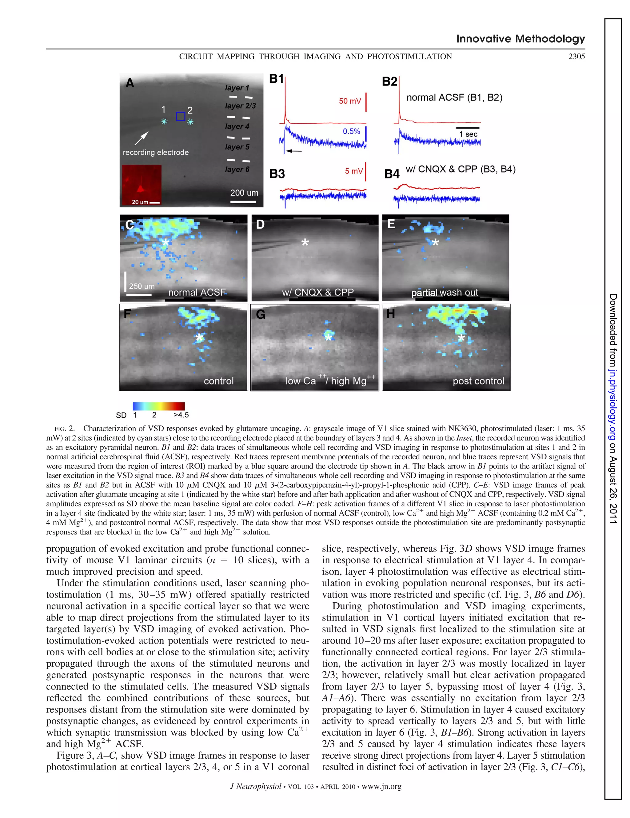 Innovative Methodology
                                          CIRCUIT MAPPING THROUGH IMAGING AND PHOTOSTIMULATION                                                                        2305




                                                                                                                                                                               Downloaded from jn.physiology.org on August 26, 2011
   FIG. 2. Characterization of VSD responses evoked by glutamate uncaging. A: grayscale image of V1 slice stained with NK3630, photostimulated (laser: 1 ms, 35
mW) at 2 sites (indicated by cyan stars) close to the recording electrode placed at the boundary of layers 3 and 4. As shown in the Inset, the recorded neuron was identiﬁed
as an excitatory pyramidal neuron. B1 and B2: data traces of simultaneous whole cell recording and VSD imaging in response to photostimulation at sites 1 and 2 in
normal artiﬁcial cerebrospinal ﬂuid (ACSF), respectively. Red traces represent membrane potentials of the recorded neuron, and blue traces represent VSD signals that
were measured from the region of interest (ROI) marked by a blue square around the electrode tip shown in A. The black arrow in B1 points to the artifact signal of
laser excitation in the VSD signal trace. B3 and B4 show data traces of simultaneous whole cell recording and VSD imaging in response to photostimulation at the same
sites as B1 and B2 but in ACSF with 10 M CNQX and 10 M 3-(2-carboxypiperazin-4-yl)-propyl-1-phosphonic acid (CPP). C–E: VSD image frames of peak
activation after glutamate uncaging at site 1 (indicated by the white star) before and after bath application and after washout of CNQX and CPP, respectively. VSD signal
amplitudes expressed as SD above the mean baseline signal are color coded. F–H: peak activation frames of a different V1 slice in response to laser photostimulation
in a layer 4 site (indicated by the white star; laser: 1 ms, 35 mW) with perfusion of normal ACSF (control), low Ca2 and high Mg2 ACSF (containing 0.2 mM Ca2 ,
4 mM Mg2 ), and postcontrol normal ACSF, respectively. The data show that most VSD responses outside the photostimulation site are predominantly postsynaptic
responses that are blocked in the low Ca2 and high Mg2 solution.

propagation of evoked excitation and probe functional connec-                          slice, respectively, whereas Fig. 3D shows VSD image frames
tivity of mouse V1 laminar circuits (n         10 slices), with a                      in response to electrical stimulation at V1 layer 4. In compar-
much improved precision and speed.                                                     ison, layer 4 photostimulation was effective as electrical stim-
   Under the stimulation conditions used, laser scanning pho-                          ulation in evoking population neuronal responses, but its acti-
tostimulation (1 ms, 30 –35 mW) offered spatially restricted                           vation was more restricted and speciﬁc (cf. Fig. 3, B6 and D6).
neuronal activation in a speciﬁc cortical layer so that we were                           During photostimulation and VSD imaging experiments,
able to map direct projections from the stimulated layer to its                        stimulation in V1 cortical layers initiated excitation that re-
targeted layer(s) by VSD imaging of evoked activation. Pho-                            sulted in VSD signals ﬁrst localized to the stimulation site at
tostimulation-evoked action potentials were restricted to neu-                         around 10 –20 ms after laser exposure; excitation propagated to
rons with cell bodies at or close to the stimulation site; activity                    functionally connected cortical regions. For layer 2/3 stimula-
propagated through the axons of the stimulated neurons and                             tion, the activation in layer 2/3 was mostly localized in layer
generated postsynaptic responses in the neurons that were                              2/3; however, relatively small but clear activation propagated
connected to the stimulated cells. The measured VSD signals                            from layer 2/3 to layer 5, bypassing most of layer 4 (Fig. 3,
reﬂected the combined contributions of these sources, but                              A1–A6). There was essentially no excitation from layer 2/3
responses distant from the stimulation site were dominated by                          propagating to layer 6. Stimulation in layer 4 caused excitatory
postsynaptic changes, as evidenced by control experiments in                           activity to spread vertically to layers 2/3 and 5, but with little
which synaptic transmission was blocked by using low Ca2                               excitation in layer 6 (Fig. 3, B1–B6). Strong activation in layers
and high Mg2 ACSF.                                                                     2/3 and 5 caused by layer 4 stimulation indicates these layers
   Figure 3, A–C, show VSD image frames in response to laser                           receive strong direct projections from layer 4. Layer 5 stimulation
photostimulation at cortical layers 2/3, 4, or 5 in a V1 coronal                       resulted in distinct foci of activation in layer 2/3 (Fig. 3, C1–C6),
                                                          J Neurophysiol • VOL    103 • APRIL 2010 •   www.jn.org
 