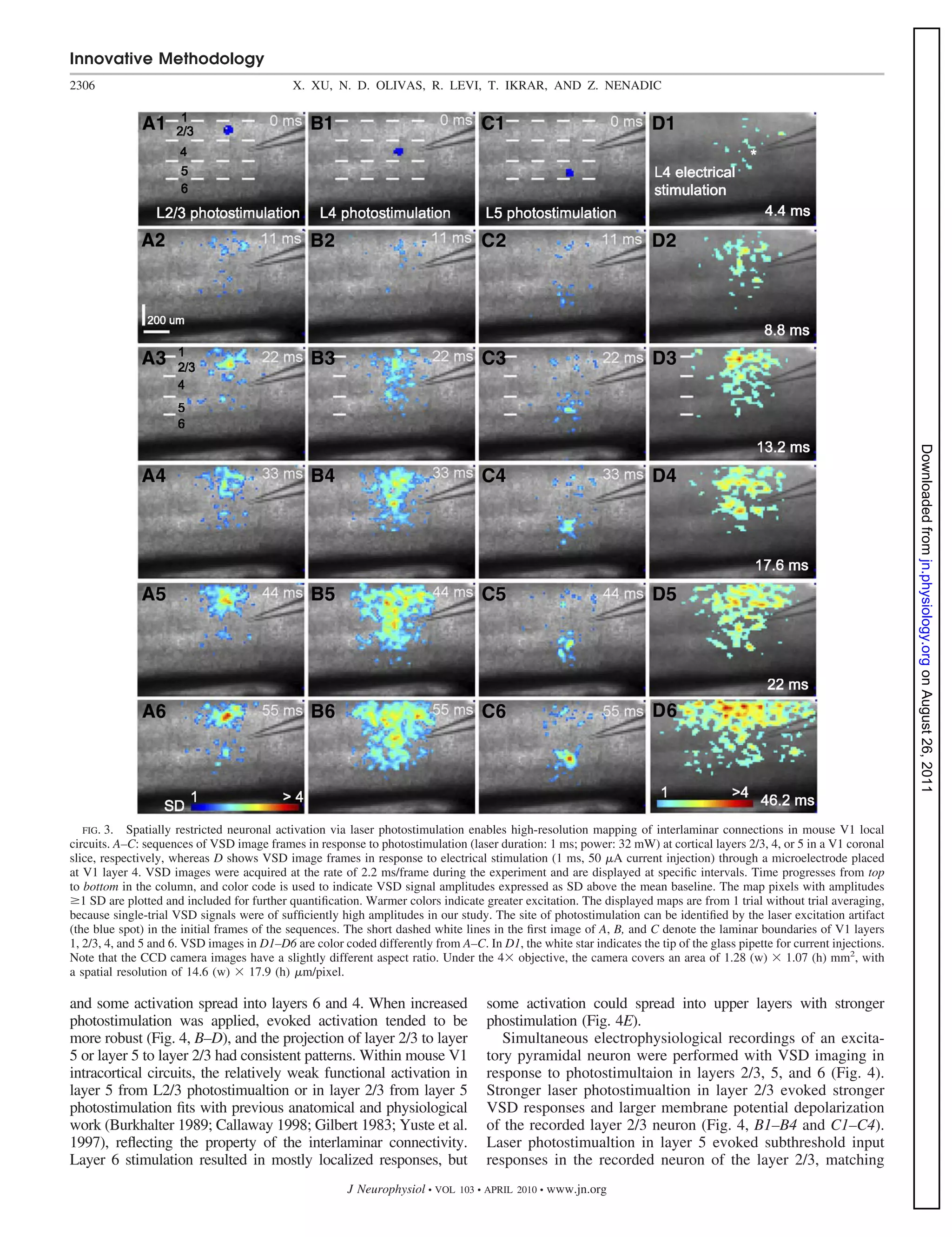 Innovative Methodology
2306                                         X. XU, N. D. OLIVAS, R. LEVI, T. IKRAR, AND Z. NENADIC




                                                                                                                                                                         Downloaded from jn.physiology.org on August 26, 2011
   FIG. 3. Spatially restricted neuronal activation via laser photostimulation enables high-resolution mapping of interlaminar connections in mouse V1 local
circuits. A–C: sequences of VSD image frames in response to photostimulation (laser duration: 1 ms; power: 32 mW) at cortical layers 2/3, 4, or 5 in a V1 coronal
slice, respectively, whereas D shows VSD image frames in response to electrical stimulation (1 ms, 50 A current injection) through a microelectrode placed
at V1 layer 4. VSD images were acquired at the rate of 2.2 ms/frame during the experiment and are displayed at speciﬁc intervals. Time progresses from top
to bottom in the column, and color code is used to indicate VSD signal amplitudes expressed as SD above the mean baseline. The map pixels with amplitudes
   1 SD are plotted and included for further quantiﬁcation. Warmer colors indicate greater excitation. The displayed maps are from 1 trial without trial averaging,
because single-trial VSD signals were of sufﬁciently high amplitudes in our study. The site of photostimulation can be identiﬁed by the laser excitation artifact
(the blue spot) in the initial frames of the sequences. The short dashed white lines in the ﬁrst image of A, B, and C denote the laminar boundaries of V1 layers
1, 2/3, 4, and 5 and 6. VSD images in D1–D6 are color coded differently from A–C. In D1, the white star indicates the tip of the glass pipette for current injections.
Note that the CCD camera images have a slightly different aspect ratio. Under the 4 objective, the camera covers an area of 1.28 (w) 1.07 (h) mm2, with
a spatial resolution of 14.6 (w) 17.9 (h) m/pixel.

and some activation spread into layers 6 and 4. When increased                      some activation could spread into upper layers with stronger
photostimulation was applied, evoked activation tended to be                        phostimulation (Fig. 4E).
more robust (Fig. 4, B–D), and the projection of layer 2/3 to layer                    Simultaneous electrophysiological recordings of an excita-
5 or layer 5 to layer 2/3 had consistent patterns. Within mouse V1                  tory pyramidal neuron were performed with VSD imaging in
intracortical circuits, the relatively weak functional activation in                response to photostimultaion in layers 2/3, 5, and 6 (Fig. 4).
layer 5 from L2/3 photostimualtion or in layer 2/3 from layer 5                     Stronger laser photostimualtion in layer 2/3 evoked stronger
photostimulation ﬁts with previous anatomical and physiological                     VSD responses and larger membrane potential depolarization
work (Burkhalter 1989; Callaway 1998; Gilbert 1983; Yuste et al.                    of the recorded layer 2/3 neuron (Fig. 4, B1–B4 and C1–C4).
1997), reﬂecting the property of the interlaminar connectivity.                     Laser photostimualtion in layer 5 evoked subthreshold input
Layer 6 stimulation resulted in mostly localized responses, but                     responses in the recorded neuron of the layer 2/3, matching
                                                        J Neurophysiol • VOL   103 • APRIL 2010 •   www.jn.org
 