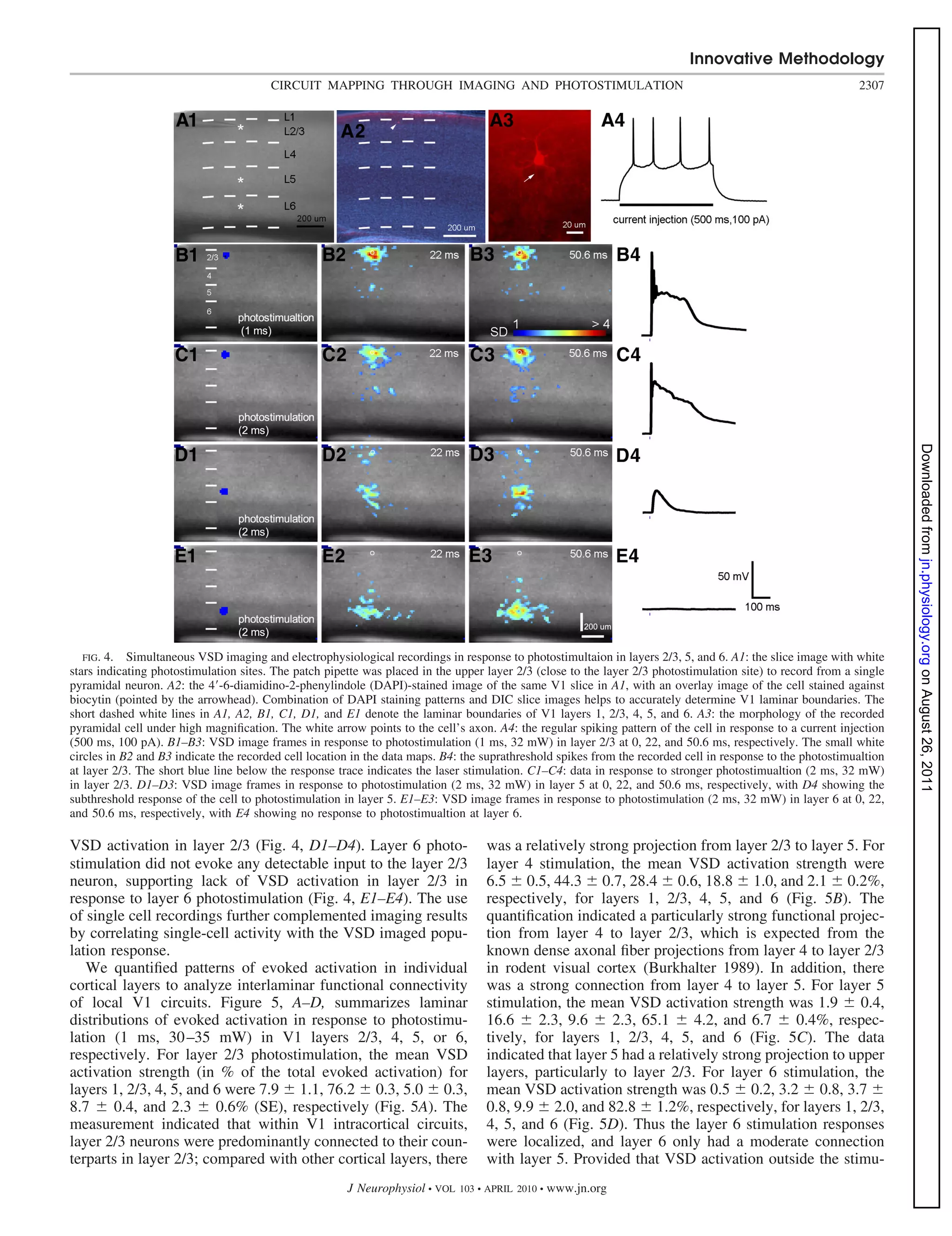 Innovative Methodology
                                        CIRCUIT MAPPING THROUGH IMAGING AND PHOTOSTIMULATION                                                                 2307




                                                                                                                                                                      Downloaded from jn.physiology.org on August 26, 2011
   FIG. 4. Simultaneous VSD imaging and electrophysiological recordings in response to photostimultaion in layers 2/3, 5, and 6. A1: the slice image with white
stars indicating photostimulation sites. The patch pipette was placed in the upper layer 2/3 (close to the layer 2/3 photostimulation site) to record from a single
pyramidal neuron. A2: the 4 -6-diamidino-2-phenylindole (DAPI)-stained image of the same V1 slice in A1, with an overlay image of the cell stained against
biocytin (pointed by the arrowhead). Combination of DAPI staining patterns and DIC slice images helps to accurately determine V1 laminar boundaries. The
short dashed white lines in A1, A2, B1, C1, D1, and E1 denote the laminar boundaries of V1 layers 1, 2/3, 4, 5, and 6. A3: the morphology of the recorded
pyramidal cell under high magniﬁcation. The white arrow points to the cell’s axon. A4: the regular spiking pattern of the cell in response to a current injection
(500 ms, 100 pA). B1–B3: VSD image frames in response to photostimulation (1 ms, 32 mW) in layer 2/3 at 0, 22, and 50.6 ms, respectively. The small white
circles in B2 and B3 indicate the recorded cell location in the data maps. B4: the suprathreshold spikes from the recorded cell in response to the photostimualtion
at layer 2/3. The short blue line below the response trace indicates the laser stimulation. C1–C4: data in response to stronger photostimualtion (2 ms, 32 mW)
in layer 2/3. D1–D3: VSD image frames in response to photostimulation (2 ms, 32 mW) in layer 5 at 0, 22, and 50.6 ms, respectively, with D4 showing the
subthreshold response of the cell to photostimulation in layer 5. E1–E3: VSD image frames in response to photostimulation (2 ms, 32 mW) in layer 6 at 0, 22,
and 50.6 ms, respectively, with E4 showing no response to photostimualtion at layer 6.

VSD activation in layer 2/3 (Fig. 4, D1–D4). Layer 6 photo-                        was a relatively strong projection from layer 2/3 to layer 5. For
stimulation did not evoke any detectable input to the layer 2/3                    layer 4 stimulation, the mean VSD activation strength were
neuron, supporting lack of VSD activation in layer 2/3 in                          6.5 0.5, 44.3 0.7, 28.4 0.6, 18.8 1.0, and 2.1 0.2%,
response to layer 6 photostimulation (Fig. 4, E1–E4). The use                      respectively, for layers 1, 2/3, 4, 5, and 6 (Fig. 5B). The
of single cell recordings further complemented imaging results                     quantiﬁcation indicated a particularly strong functional projec-
by correlating single-cell activity with the VSD imaged popu-                      tion from layer 4 to layer 2/3, which is expected from the
lation response.                                                                   known dense axonal ﬁber projections from layer 4 to layer 2/3
   We quantiﬁed patterns of evoked activation in individual                        in rodent visual cortex (Burkhalter 1989). In addition, there
cortical layers to analyze interlaminar functional connectivity                    was a strong connection from layer 4 to layer 5. For layer 5
of local V1 circuits. Figure 5, A–D, summarizes laminar                            stimulation, the mean VSD activation strength was 1.9 0.4,
distributions of evoked activation in response to photostimu-                      16.6     2.3, 9.6    2.3, 65.1     4.2, and 6.7     0.4%, respec-
lation (1 ms, 30 –35 mW) in V1 layers 2/3, 4, 5, or 6,                             tively, for layers 1, 2/3, 4, 5, and 6 (Fig. 5C). The data
respectively. For layer 2/3 photostimulation, the mean VSD                         indicated that layer 5 had a relatively strong projection to upper
activation strength (in % of the total evoked activation) for                      layers, particularly to layer 2/3. For layer 6 stimulation, the
layers 1, 2/3, 4, 5, and 6 were 7.9 1.1, 76.2 0.3, 5.0 0.3,                        mean VSD activation strength was 0.5 0.2, 3.2 0.8, 3.7
8.7     0.4, and 2.3     0.6% (SE), respectively (Fig. 5A). The                    0.8, 9.9 2.0, and 82.8 1.2%, respectively, for layers 1, 2/3,
measurement indicated that within V1 intracortical circuits,                       4, 5, and 6 (Fig. 5D). Thus the layer 6 stimulation responses
layer 2/3 neurons were predominantly connected to their coun-                      were localized, and layer 6 only had a moderate connection
terparts in layer 2/3; compared with other cortical layers, there                  with layer 5. Provided that VSD activation outside the stimu-
                                                       J Neurophysiol • VOL   103 • APRIL 2010 •   www.jn.org
 
