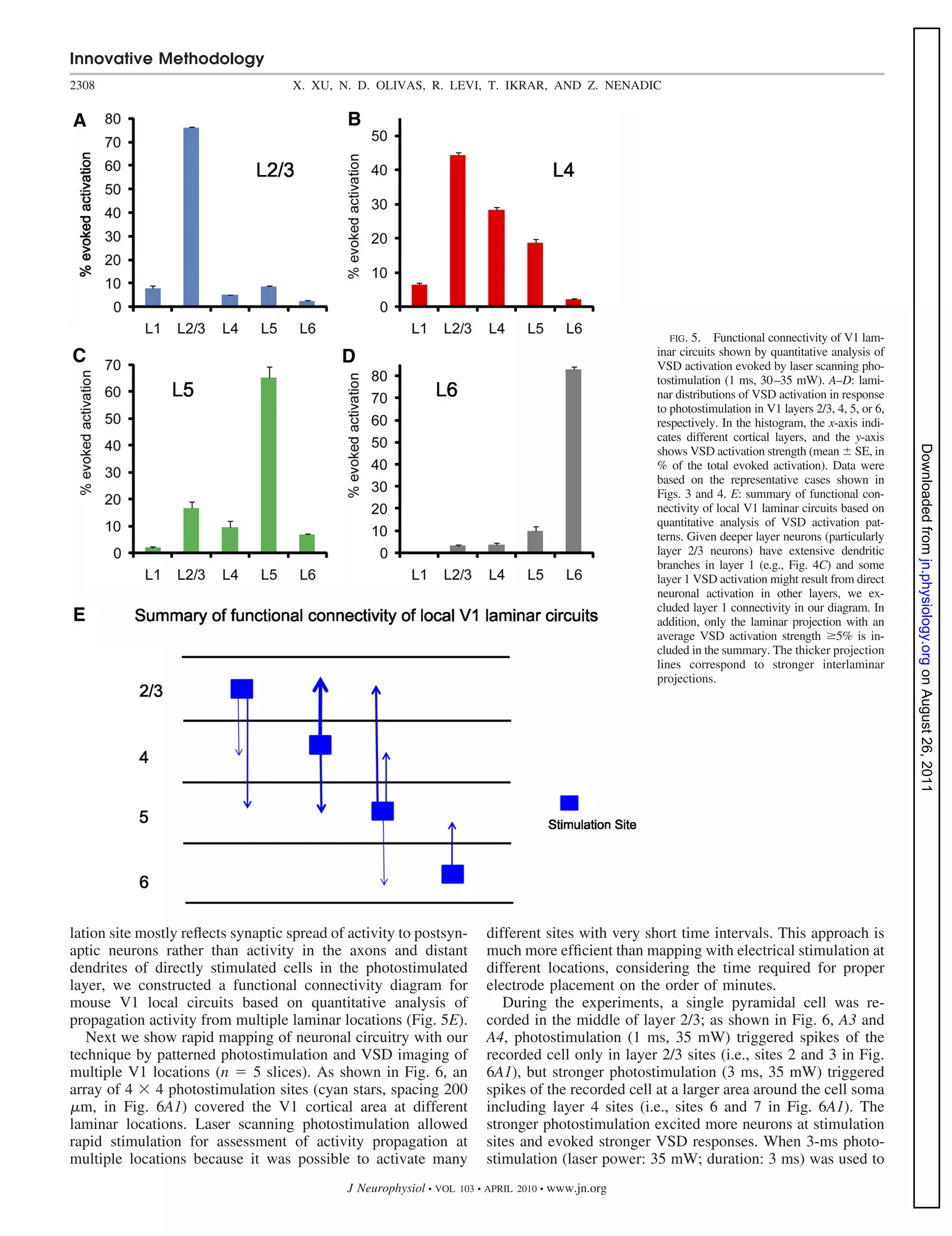Innovative Methodology
2308                                X. XU, N. D. OLIVAS, R. LEVI, T. IKRAR, AND Z. NENADIC




                                                                                                          FIG. 5. Functional connectivity of V1 lam-
                                                                                                       inar circuits shown by quantitative analysis of
                                                                                                       VSD activation evoked by laser scanning pho-
                                                                                                       tostimulation (1 ms, 30 –35 mW). A–D: lami-
                                                                                                       nar distributions of VSD activation in response
                                                                                                       to photostimulation in V1 layers 2/3, 4, 5, or 6,
                                                                                                       respectively. In the histogram, the x-axis indi-
                                                                                                       cates different cortical layers, and the y-axis




                                                                                                                                                           Downloaded from jn.physiology.org on August 26, 2011
                                                                                                       shows VSD activation strength (mean SE, in
                                                                                                       % of the total evoked activation). Data were
                                                                                                       based on the representative cases shown in
                                                                                                       Figs. 3 and 4. E: summary of functional con-
                                                                                                       nectivity of local V1 laminar circuits based on
                                                                                                       quantitative analysis of VSD activation pat-
                                                                                                       terns. Given deeper layer neurons (particularly
                                                                                                       layer 2/3 neurons) have extensive dendritic
                                                                                                       branches in layer 1 (e.g., Fig. 4C) and some
                                                                                                       layer 1 VSD activation might result from direct
                                                                                                       neuronal activation in other layers, we ex-
                                                                                                       cluded layer 1 connectivity in our diagram. In
                                                                                                       addition, only the laminar projection with an
                                                                                                       average VSD activation strength 5% is in-
                                                                                                       cluded in the summary. The thicker projection
                                                                                                       lines correspond to stronger interlaminar
                                                                                                       projections.




lation site mostly reﬂects synaptic spread of activity to postsyn-        different sites with very short time intervals. This approach is
aptic neurons rather than activity in the axons and distant               much more efﬁcient than mapping with electrical stimulation at
dendrites of directly stimulated cells in the photostimulated             different locations, considering the time required for proper
layer, we constructed a functional connectivity diagram for               electrode placement on the order of minutes.
mouse V1 local circuits based on quantitative analysis of                    During the experiments, a single pyramidal cell was re-
propagation activity from multiple laminar locations (Fig. 5E).           corded in the middle of layer 2/3; as shown in Fig. 6, A3 and
   Next we show rapid mapping of neuronal circuitry with our              A4, photostimulation (1 ms, 35 mW) triggered spikes of the
technique by patterned photostimulation and VSD imaging of                recorded cell only in layer 2/3 sites (i.e., sites 2 and 3 in Fig.
multiple V1 locations (n      5 slices). As shown in Fig. 6, an           6A1), but stronger photostimulation (3 ms, 35 mW) triggered
array of 4 4 photostimulation sites (cyan stars, spacing 200              spikes of the recorded cell at a larger area around the cell soma
  m, in Fig. 6A1) covered the V1 cortical area at different               including layer 4 sites (i.e., sites 6 and 7 in Fig. 6A1). The
laminar locations. Laser scanning photostimulation allowed                stronger photostimulation excited more neurons at stimulation
rapid stimulation for assessment of activity propagation at               sites and evoked stronger VSD responses. When 3-ms photo-
multiple locations because it was possible to activate many               stimulation (laser power: 35 mW; duration: 3 ms) was used to
                                              J Neurophysiol • VOL   103 • APRIL 2010 •   www.jn.org
 