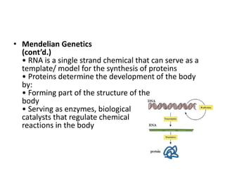 Biological Basis of Behavior | PPTX