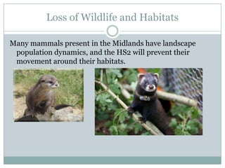 Loss of Wildlife and Habitats

Many mammals present in the Midlands have landscape
 population dynamics, and the HS2 will prevent their
 movement around their habitats.
 