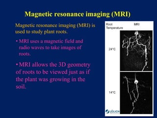 Root Mri High throughput phenotyping | PPTX