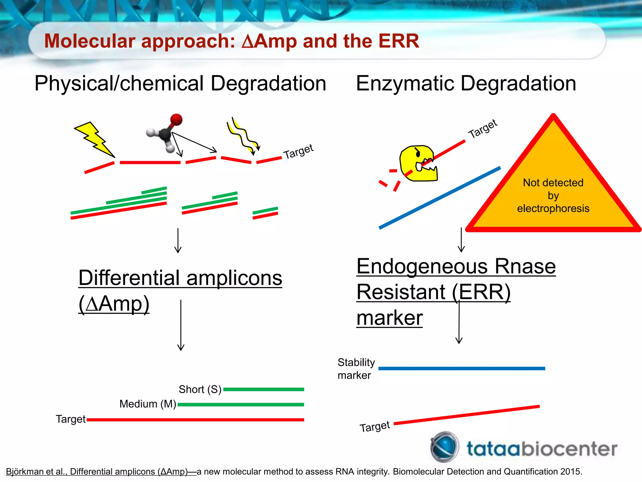 Molecular approach: DAmp and the ERR
Differential amplicons
(DAmp)
Target
Short (S)
Medium (M)
Physical/chemical Degradation
Björkman et al., Differential amplicons (ΔAmp)—a new molecular method to assess RNA integrity. Biomolecular Detection and Quantification 2015.
Enzymatic Degradation
Endogeneous Rnase
Resistant (ERR)
marker
Stability
marker
Not detected
by
electrophoresis
 