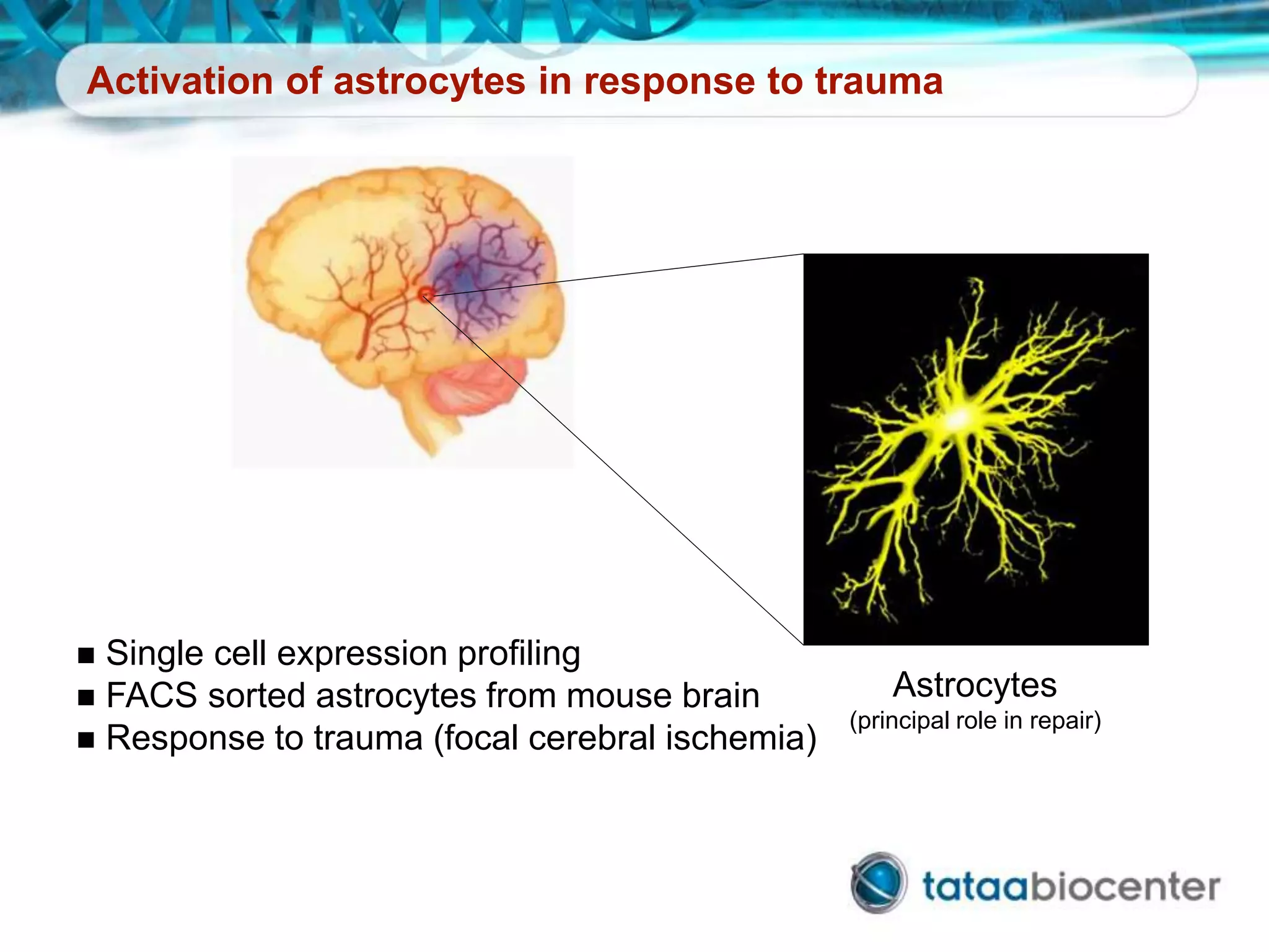 Activation of astrocytes in response to trauma
Astrocytes
(principal role in repair)
 Single cell expression profiling
 FACS sorted astrocytes from mouse brain
 Response to trauma (focal cerebral ischemia)
 