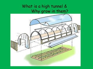 What is a high tunnel &  Why grow in them? 