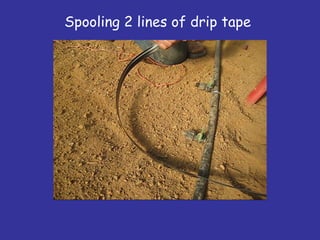 Spooling 2 lines of drip tape