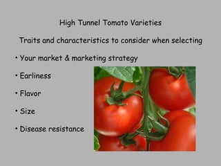 High Tunnel Tomato Varieties Traits and characteristics to consider when selecting Your market & marketing strategy Earliness Flavor Size Disease resistance 