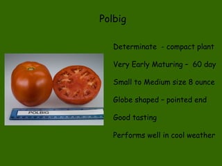 Polbig Determinate  - compact plant Very Early Maturing –  60 day Small to Medium size 8 ounce Globe shaped – pointed end Good tasting Performs well in cool weather 