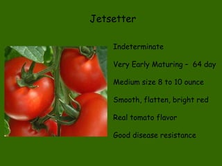 Jetsetter Indeterminate  Very Early Maturing –  64 day Medium size 8 to 10 ounce Smooth, flatten, bright red Real tomato flavor Good disease resistance 