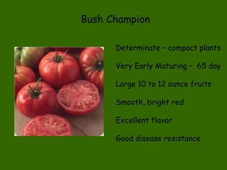 Bush Champion Determinate – compact plants Very Early Maturing –  65 day Large 10 to 12 ounce fruits Smooth, bright red Excellent flavor Good disease resistance 