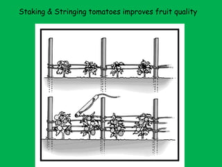 Staking & Stringing tomatoes improves fruit quality 