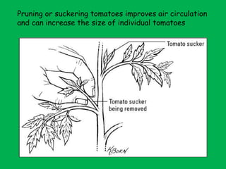 Pruning or suckering tomatoes improves air circulation and can increase the size of individual tomatoes 