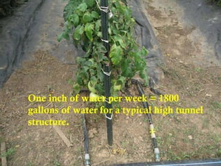 One inch of water per week = 1800 gallons of water for a typical high tunnel structure.  