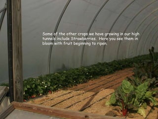 Some of the other crops we have growing in our high tunnels include Strawberries.  Here you see them in bloom with fruit beginning to ripen. 