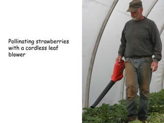 Pollinating strawberries with a cordless leaf blower 